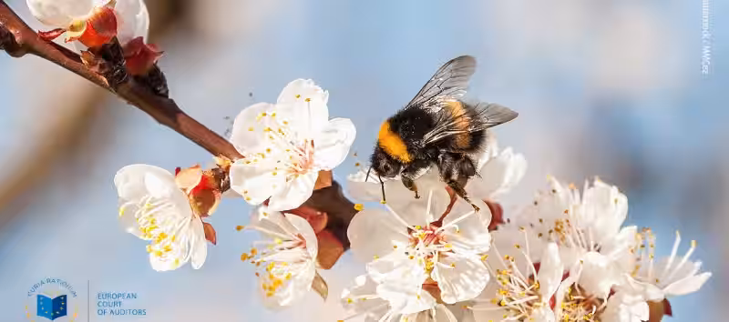 Fantastiske Fakta om Bier: Naturens Viktigste Pollinatorer