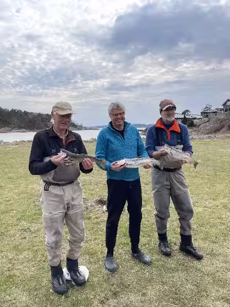 Sjøørretens fascinerende liv