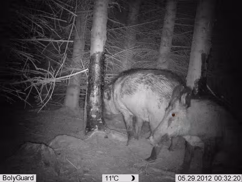 Villsvinjakt i Norge: En Komplet Guide